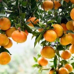 Sản phẩm từ cây cam Cao Phong