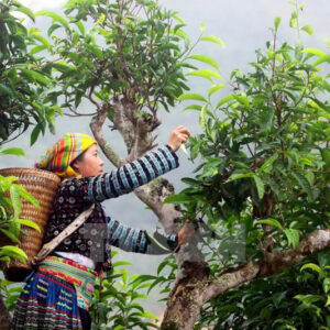 Trà đặc sản