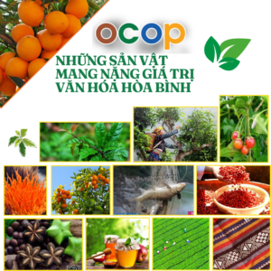 Sản phẩm OCOP, VietGAP made in Hòa Bình